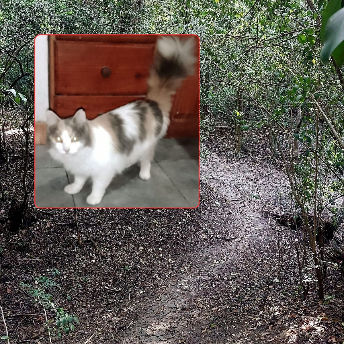 Dolor y bronca en La Paz: muere una gata en una de las trampas del Parque La Aventura